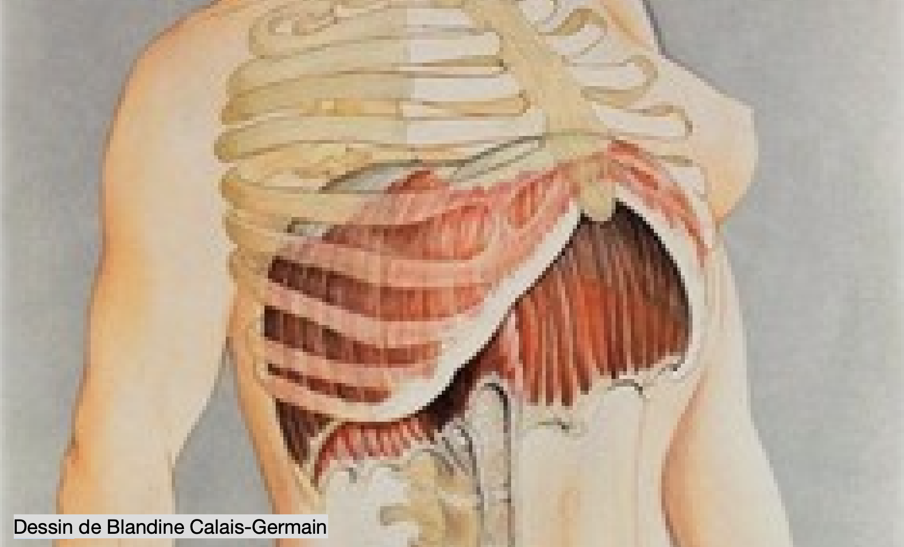 Dessin de Blandine Calais-Germain